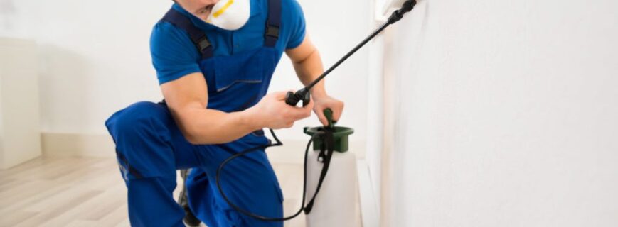 Deratizare Pitești Servicii Profesionale DDD – Rapid și Garantat Deratizare Pitești Servicii Profesionale DDD – Rapid și Garantat